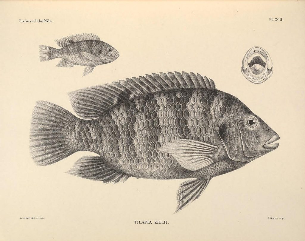 7 Things You Didn't Know About Tilapia