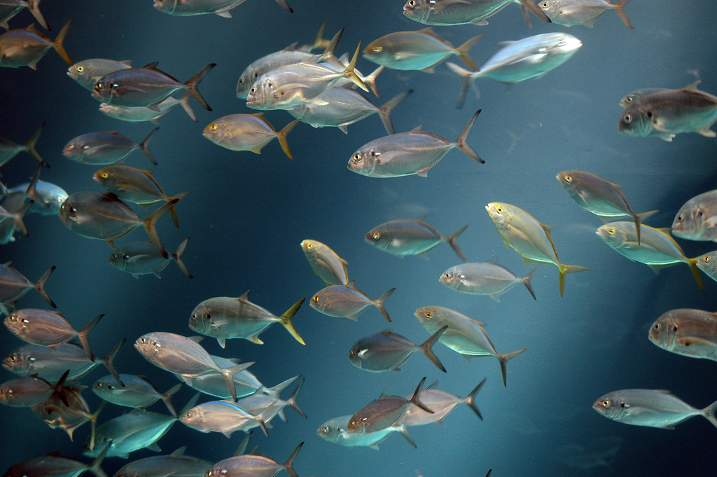 How Does Eating Fish Positively Impact the Environment? - The Healthy Fish