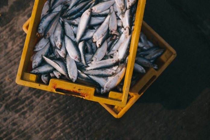 fish seafood sustainable bucket