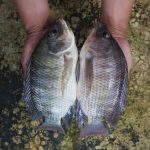 Two Tilapia