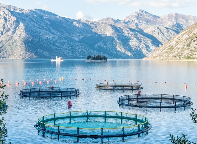 Sustainable aquaculture in lake nets