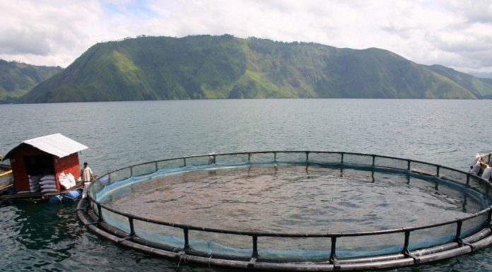 A sustainable fish farm run by Regal Springs