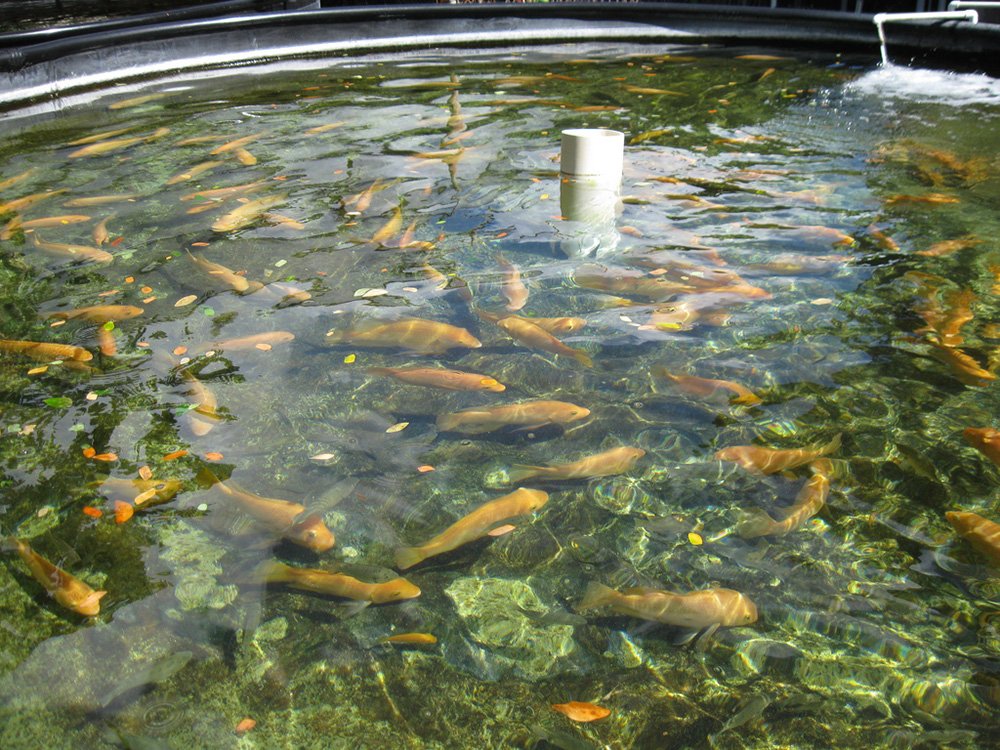 How Fish Farming Practices Have Changed Over Time - The ...