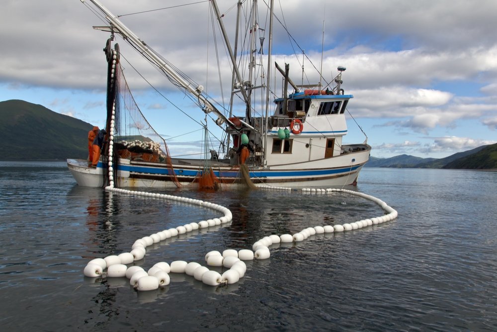 a-look-inside-a-sustainable-wild-fishery-the-healthy-fish