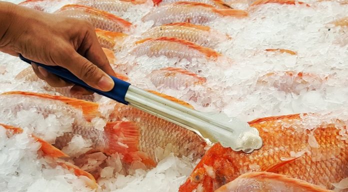 Fresh vs. Frozen Fish