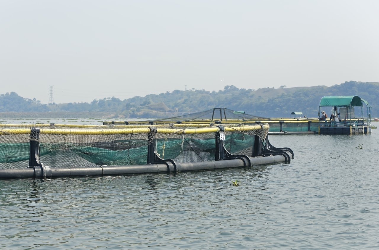 Best Aquaculture Practices The Healthy Fish