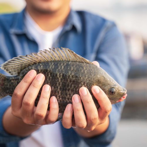 The 3 Most Common Types of Tilapia The Healthy Fish