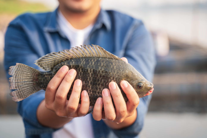 Aquaculture farmer holding tilapia fish in hand