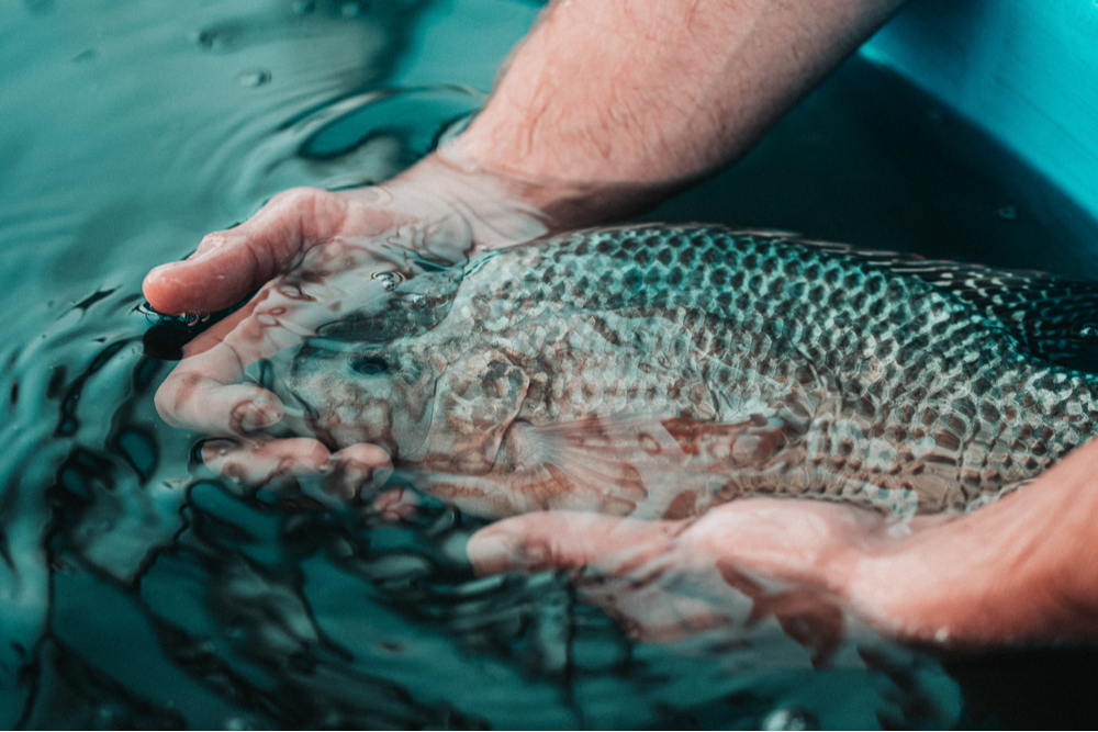 4 Myths about Tilapia—and Why They're Ridiculous