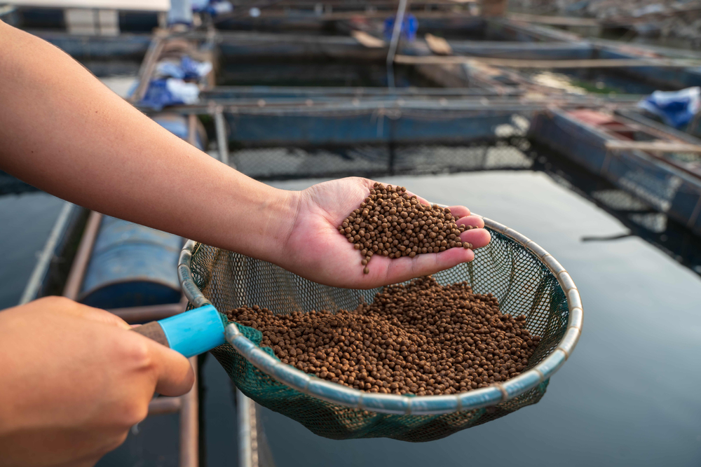 Aquaculture farmer's hand holds food for feeding fish